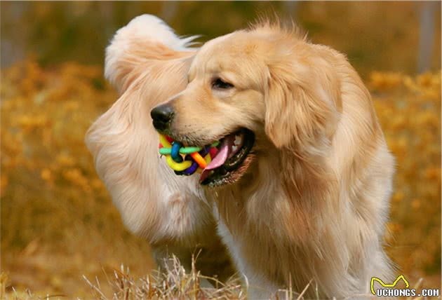 金毛犬平均寿命只有15岁，主人做好这6点，狗狗可活得久一些