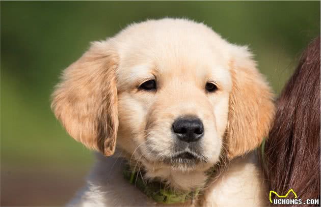 金毛犬平均寿命只有15岁，主人做好这6点，狗狗可活得久一些