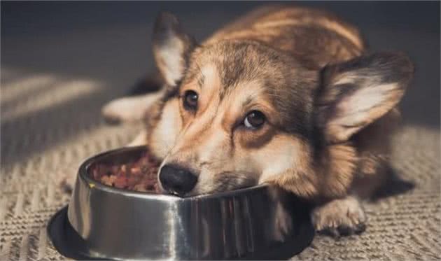 狗狗食欲太差怎么办?不用慌,教你如何改善