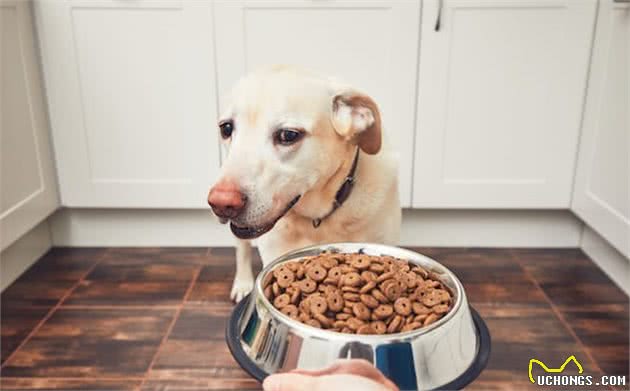 狗狗食欲太差怎么办?不用慌,教你如何改善