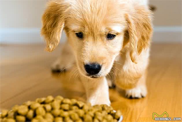 狗狗食欲太差怎么办?不用慌,教你如何改善