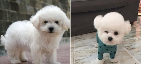 “比熊”憎恨你，就会出现这几种行为，太扎心了
