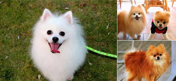博美犬这7个动作，对你做得越频繁，就说明它越爱你