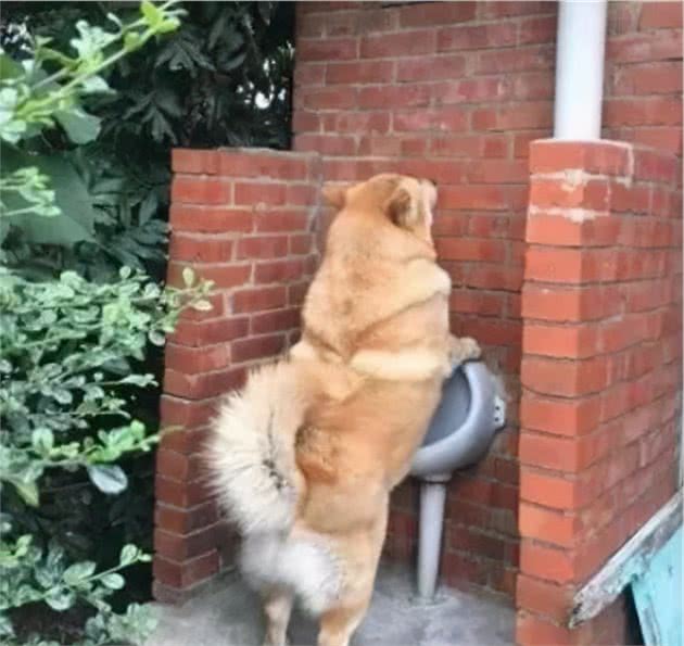 狗狗们的各种逆天撒尿姿势，到底在告诉我们什么？