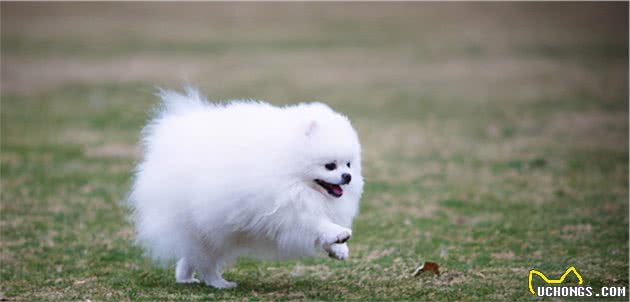 提醒！博美常见的这五种疾病，重在预防