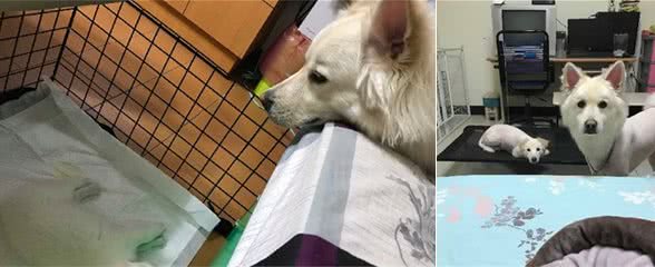 床被别的狗霸占，狗狗非常委屈看主人，“铲屎的你不管管吗！”