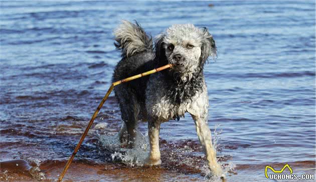 贵宾犬真的需要断尾吗？但确实有这几个好处