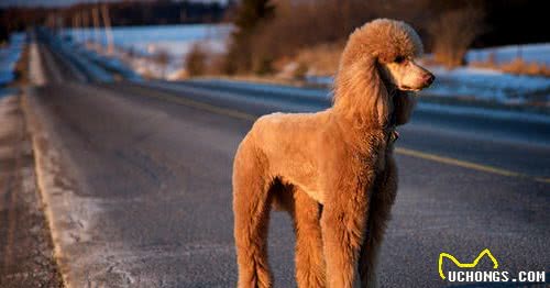 贵宾犬真的需要断尾吗？但确实有这几个好处