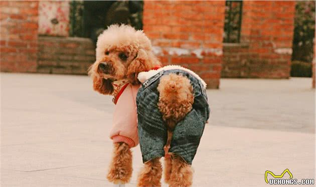 贵宾犬真的需要断尾吗？但确实有这几个好处