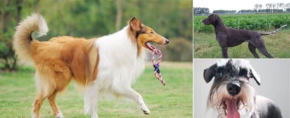 世界名犬大全（三）
