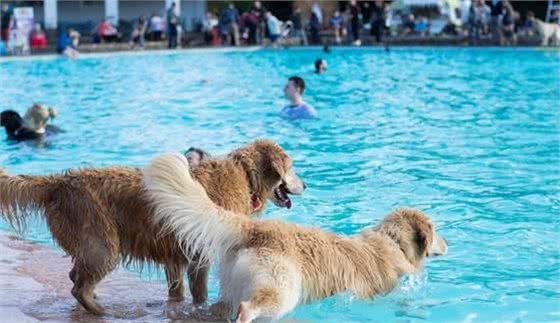 我家柴犬一碰水就变猫，疯狂乱叫加挣扎，怎样才能让它喜欢上游泳