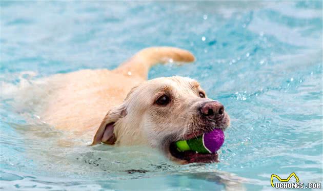 我家柴犬一碰水就变猫，疯狂乱叫加挣扎，怎样才能让它喜欢上游泳