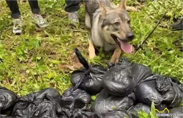 警犬执勤时偷吃百香果，训导员却大加赞赏：好样的