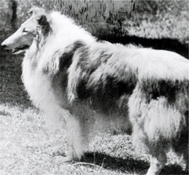 寻根问祖系列（47）：粗毛柯利犬（RoughCollie）