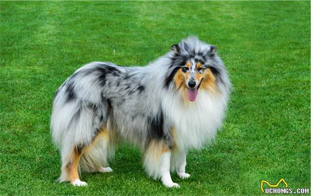 寻根问祖系列（47）：粗毛柯利犬（RoughCollie）