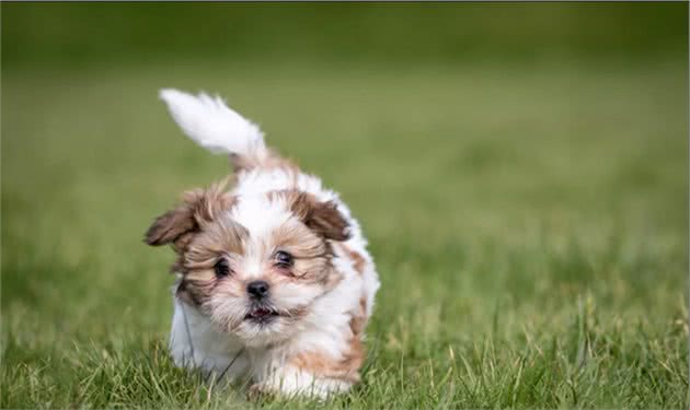 最小的寺庙守门犬，慈禧太后最爱狗狗，也是中国最出名的本土狗狗