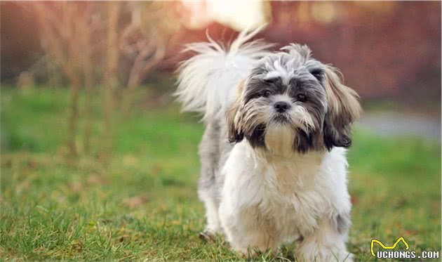 最小的寺庙守门犬，慈禧太后最爱狗狗，也是中国最出名的本土狗狗