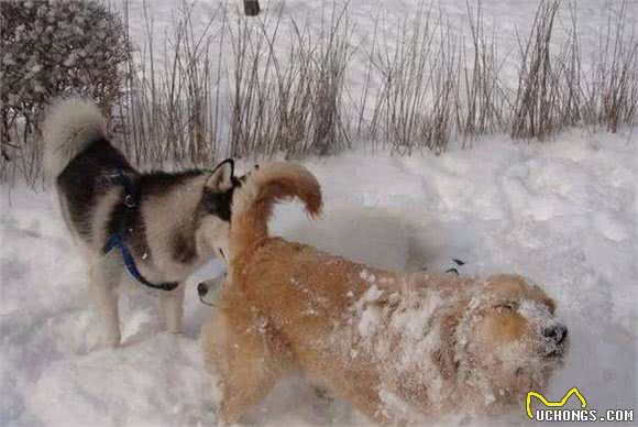 冬季寒冷，爱犬出门该怎么办才好？这样遛狗它们才更健康