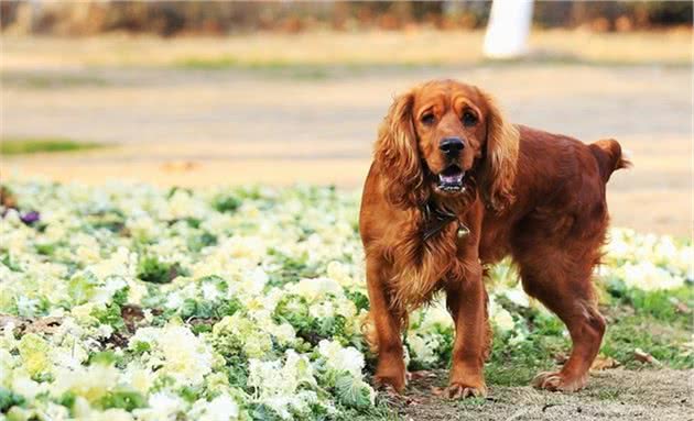 详解田野小猎犬