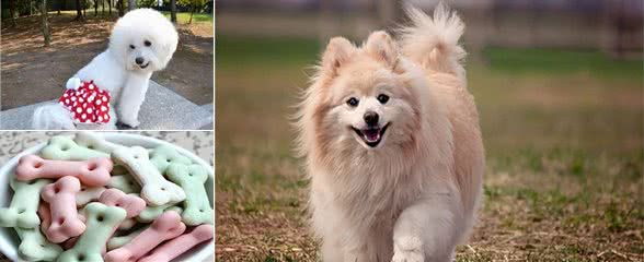 养宠经验:狗狗大姨妈一般多少天?来大姨妈之后应该怎么护理?