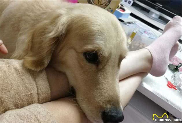 我们应如何面对宠物的离去？四点方法令铲屎官快速走出悲伤
