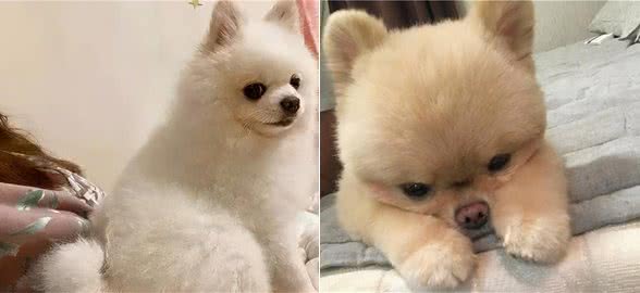 博美犬的一生，都经历了什么？