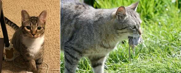 狸花猫把主人当成“妈妈”后，会有这些行为