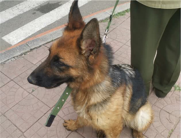 警犬认养竞价，最高33W！现在去培养警犬还来得及吗？