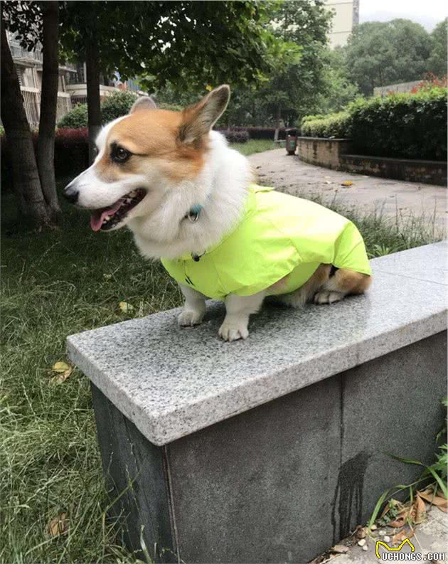 16种狗狗雨衣风格最后一张有点意思，ZOOLAND