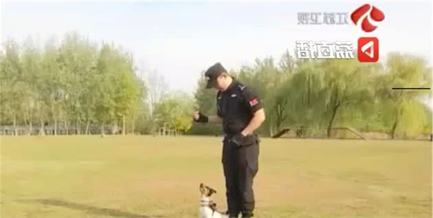 超小号警犬来袭，原来你是这么全能的小可爱