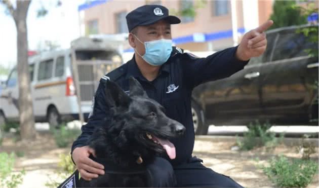 如果这些狗狗当警犬，你知道有什么后果吗？