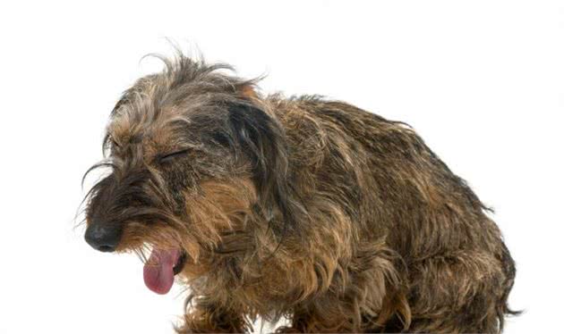 狗狗呼吸异常或咳嗽，有可能是犬瘟、流感、外伤甚至癌症