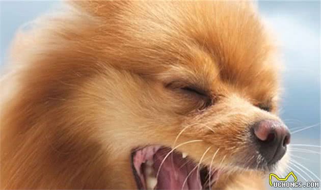 狗狗呼吸异常或咳嗽，有可能是犬瘟、流感、外伤甚至癌症