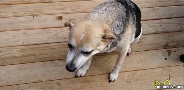 狗狗呼吸异常或咳嗽，有可能是犬瘟、流感、外伤甚至癌症