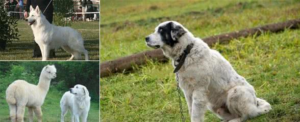 你知道几种牧羊犬？这六种牧羊犬，你或许都没见过