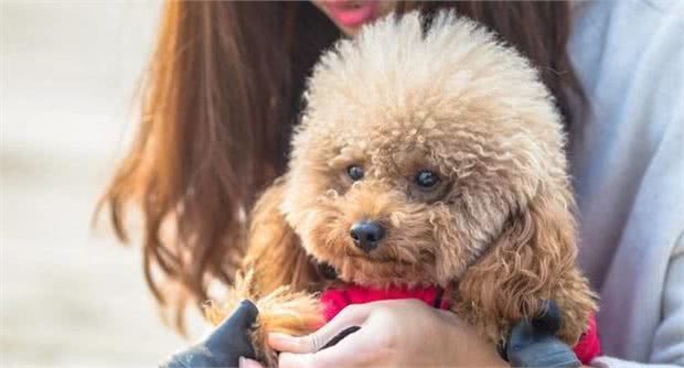 贵宾犬挑食怎么办？千万别陷入这几个“误区”