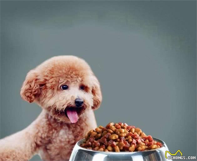 贵宾犬挑食怎么办？千万别陷入这几个“误区”