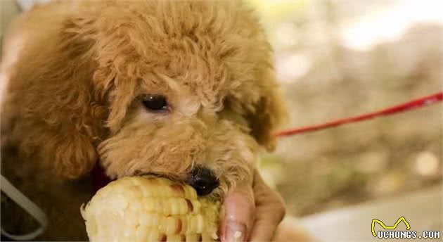 贵宾犬挑食怎么办？千万别陷入这几个“误区”