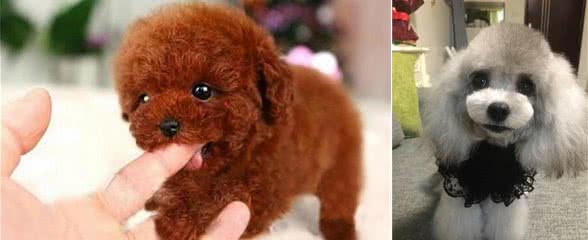 “泰迪犬”为什么喜欢舔你？并不只是因为爱你，而是这6个原因