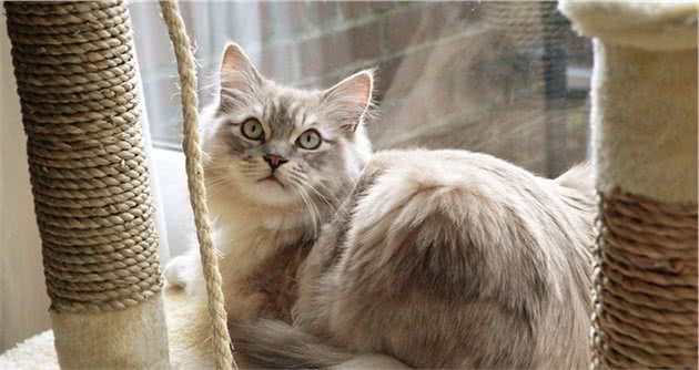 猫奴们的最爱，猫味最重的五种猫咪，爱干净又可爱