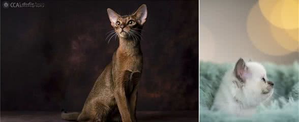 盆友，拍猫片吗？看，我拍了1000只