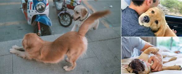 狗狗6大常见行为中，出现第2点，说明它想“讨食”