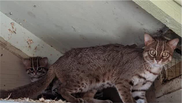 世界最小的猫咪最近生娃啦！全世界仅存四十只，一片树叶就能藏身