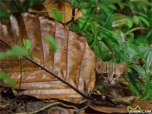 世界最小的猫咪最近生娃啦！全世界仅存四十只，一片树叶就能藏身