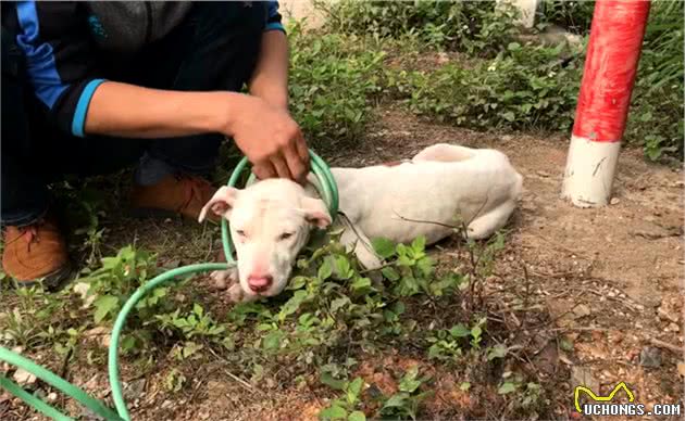 男子花钱买只比特犬，却被告知不能养，每天拴在路边，随缘送爱犬