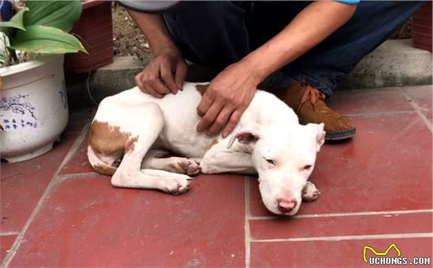 男子花钱买只比特犬，却被告知不能养，每天拴在路边，随缘送爱犬