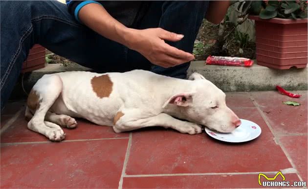 男子花钱买只比特犬，却被告知不能养，每天拴在路边，随缘送爱犬