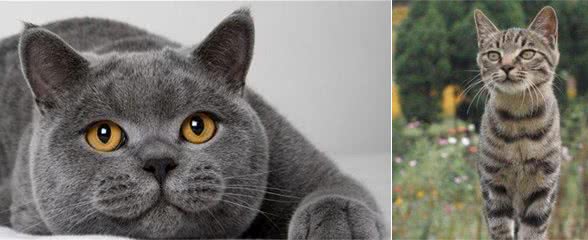 “最好养”的猫咪，你家猫咪上榜了吗？