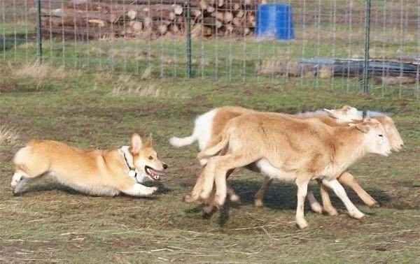 今天我们来讲一讲柯基犬的标准