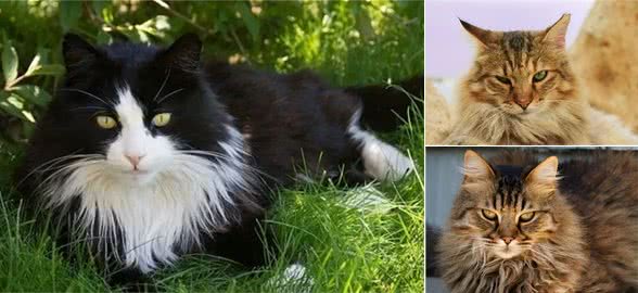 猫咪品种篇：田园长毛猫